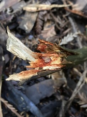 Phanerochaete sanguinea