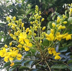Senna viarum