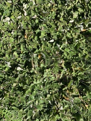 Arctotheca prostrata