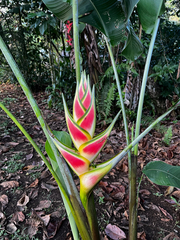 Heliconia wagneriana image