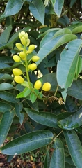 Senna viarum