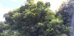 Senna viarum