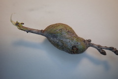 Andricus chrysolepidicola