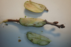 Andricus chrysolepidicola