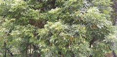 Senna viarum