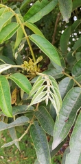 Senna viarum