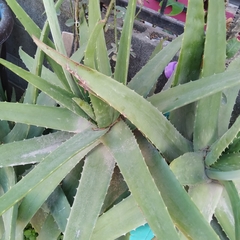 Aloe vera