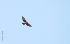 Buteo albigula