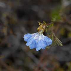 Lechenaultia heteromera