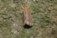 Orvasca subnotata