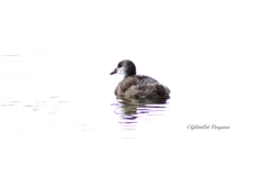 Fulica ardesiaca