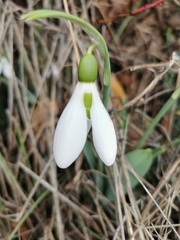 Galanthus