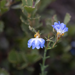 Lechenaultia heteromera