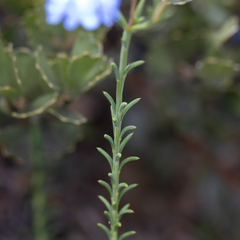 Lechenaultia heteromera