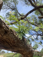 Prosopis pallida