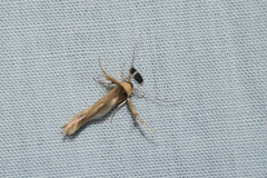 Stathmopoda similignominiosa