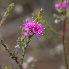 Kunzea affinis