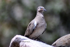 Metriopelia melanoptera