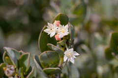 Pomaderris myrtilloides