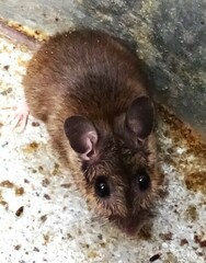 Peromyscus leucopus