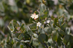 Pomaderris myrtilloides