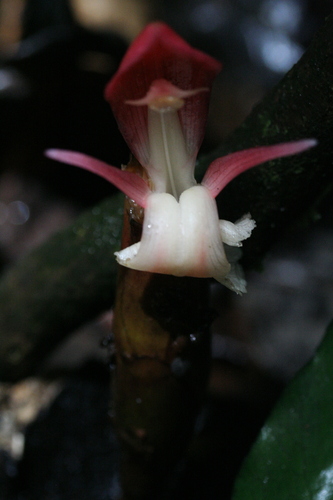 Aframomum daniellii