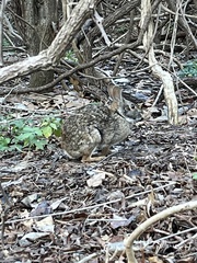 Sylvilagus aquaticus