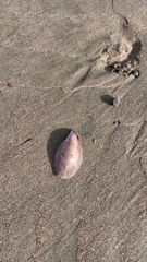 Crepidula onyx