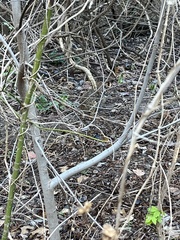 Sylvilagus aquaticus