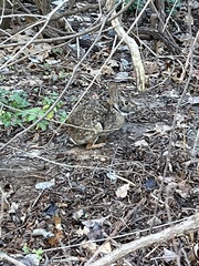 Sylvilagus aquaticus