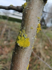 Chrysothrix xanthina