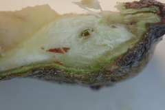 Andricus chrysolepidicola