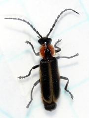 Polemius limbatus