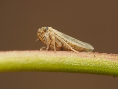 Agalliini