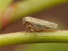 Agalliini
