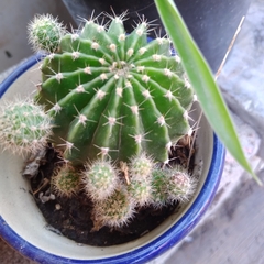 Echinopsis