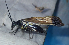 Aganacris nitida