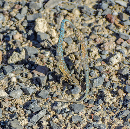 Western Side-blotched Lizard photographed in Nevada