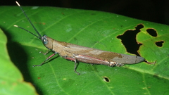 Copiocera surinamensis