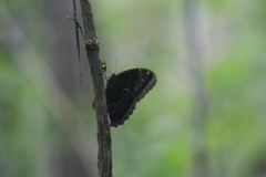 Morpho helenor montezuma