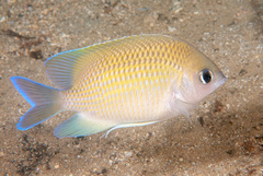 Mecaenichthys immaculatus