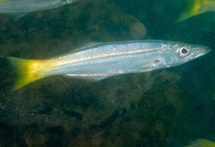 Dinolestes lewini