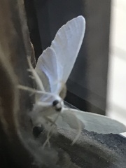 Lomographa vestaliata