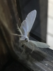 Lomographa vestaliata