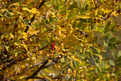 Sorbus sitchensis