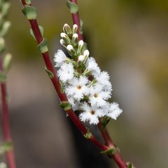 Leucopogon cucullatus