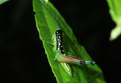 Chloropseustes