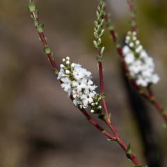 Leucopogon cucullatus