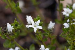 Orianthera serpyllifolia