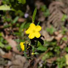 Hibbertia cunninghamii